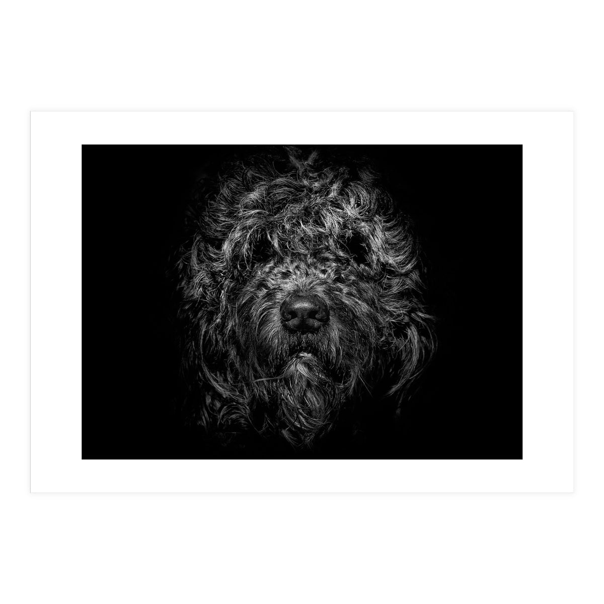 Ziggy Portrait No 1 (Print Only)