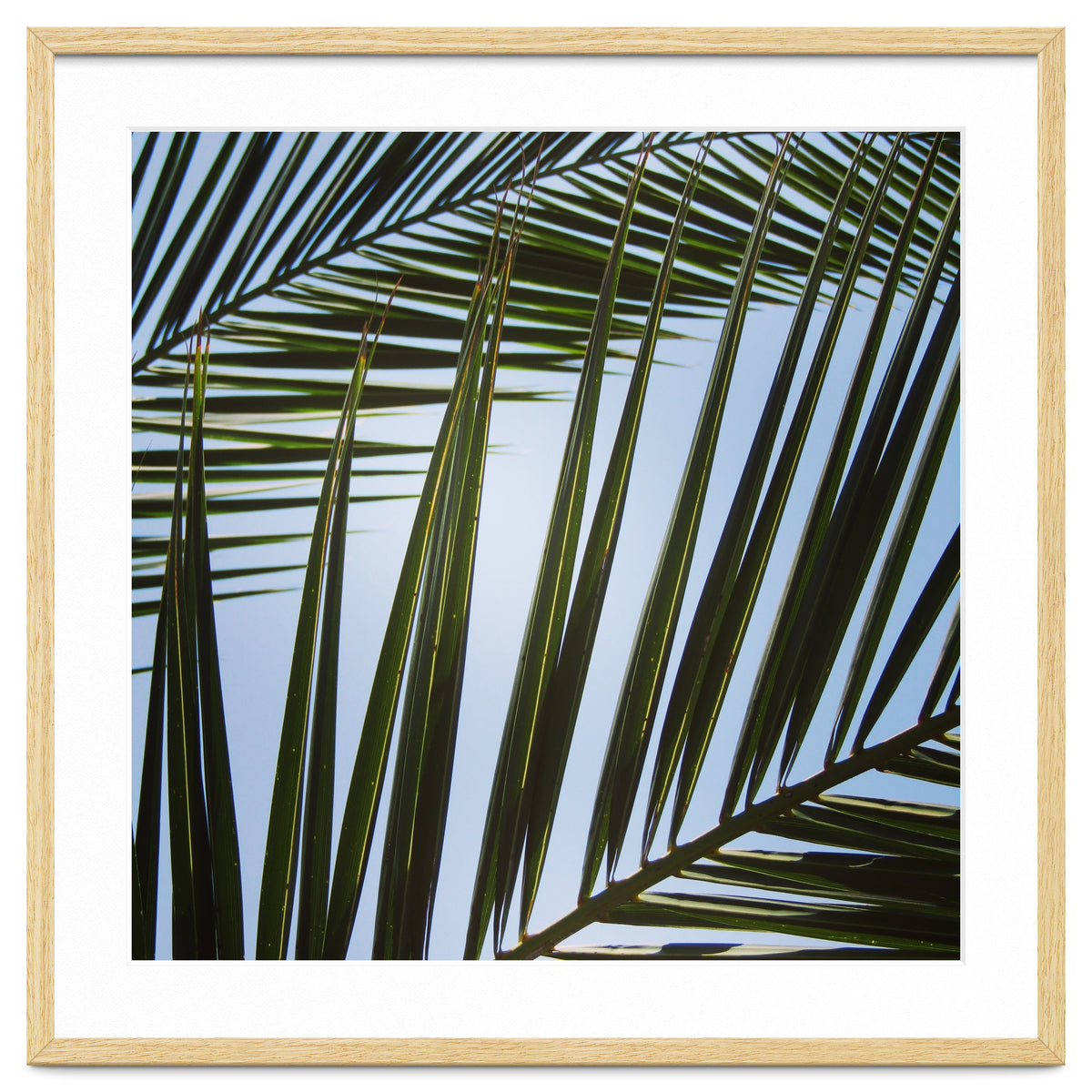 palm fronds