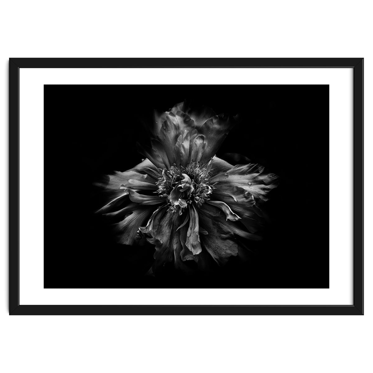 Backyard Flowers In Black And White No 49