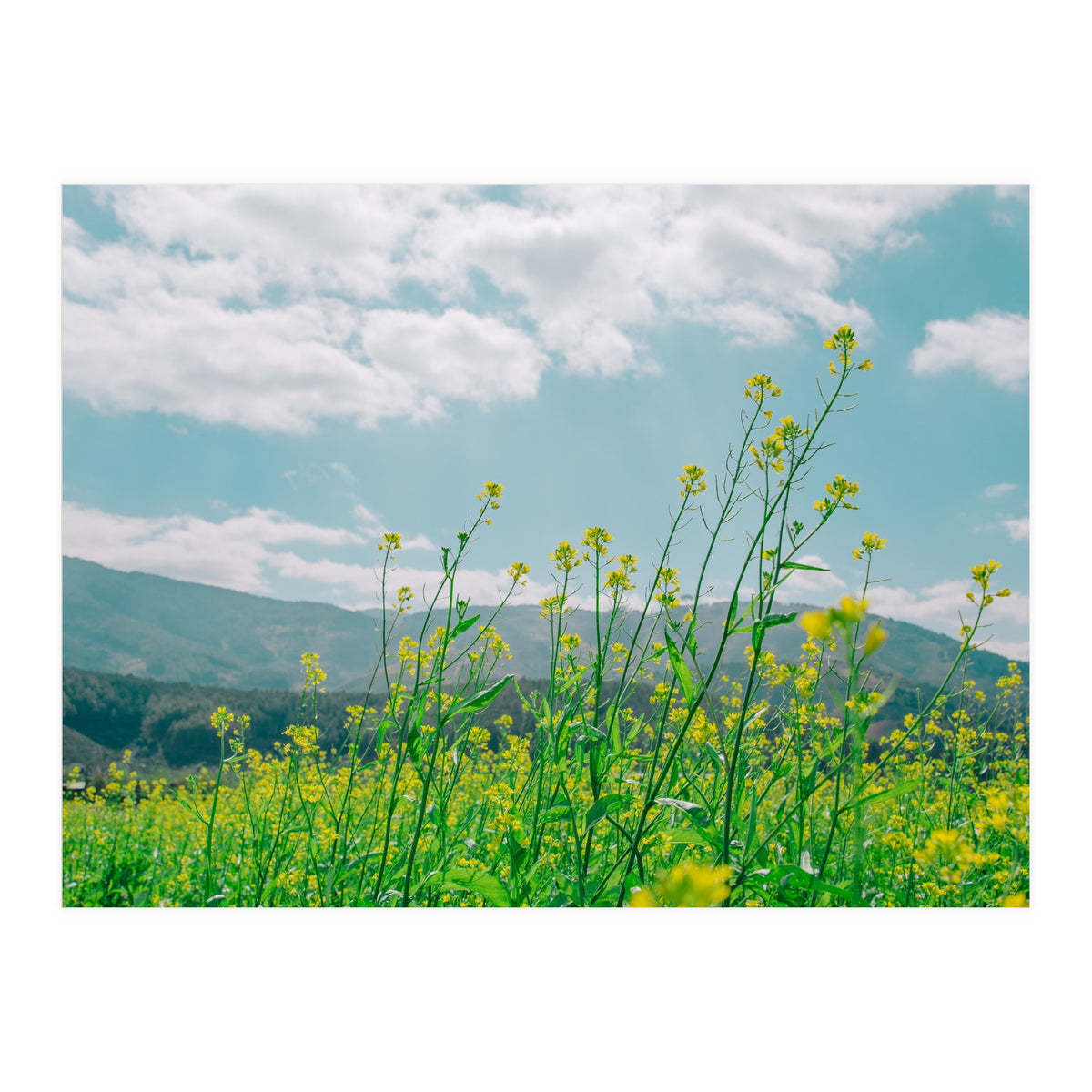 Flowers (Print Only)