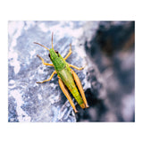 Acid Green (Print Only) thumbnail
