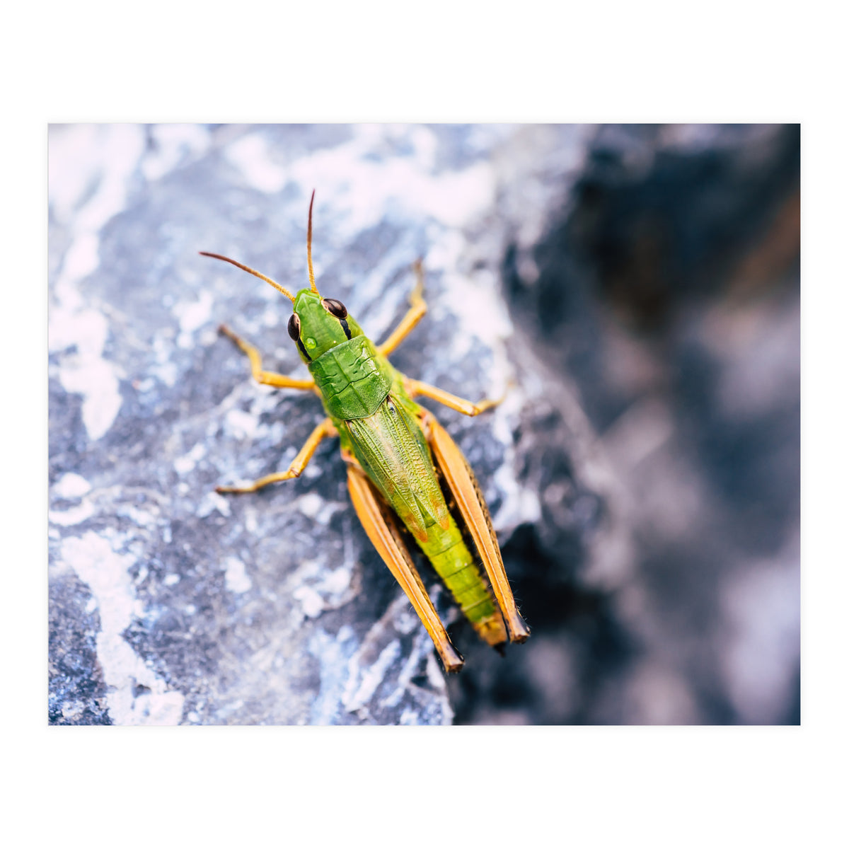 Acid Green (Print Only)