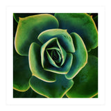 DARKSIDE OF SUCCULENTS XIII (Print Only) thumbnail