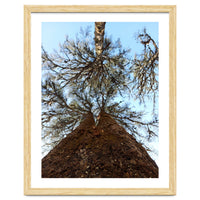 Ataraxia - Tree Series 2
