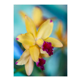 Cattleya Orchidee (Print Only) thumbnail