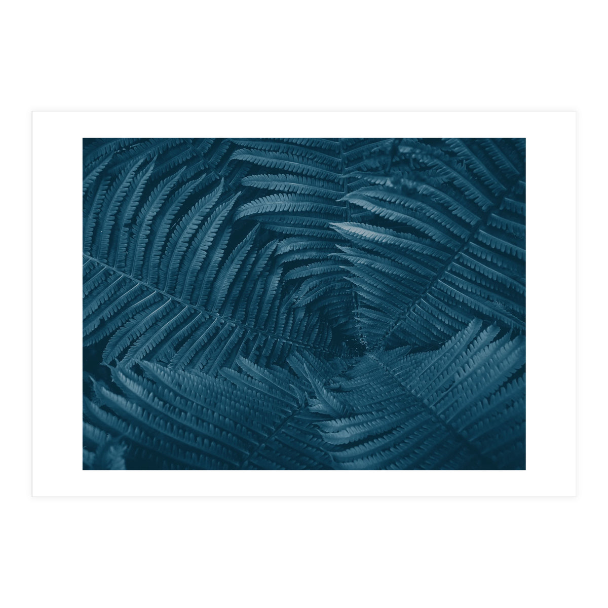 Pteridopsida 4 (Print Only)