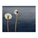 Common dandelions (Print Only) thumbnail