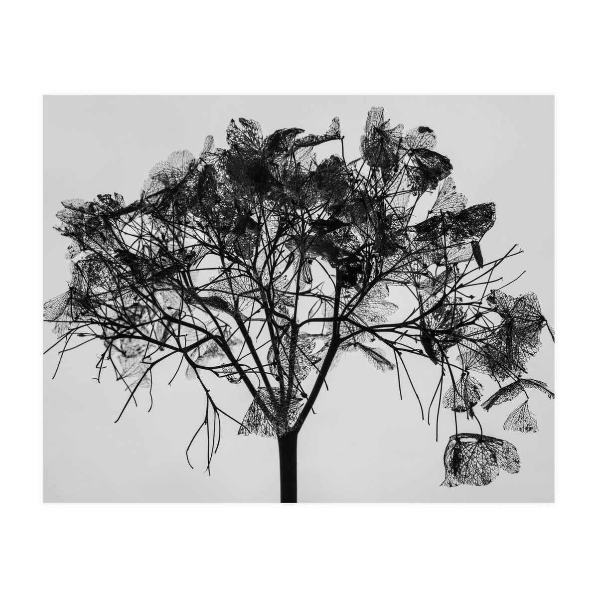 Hydrangea flower head (Print Only)