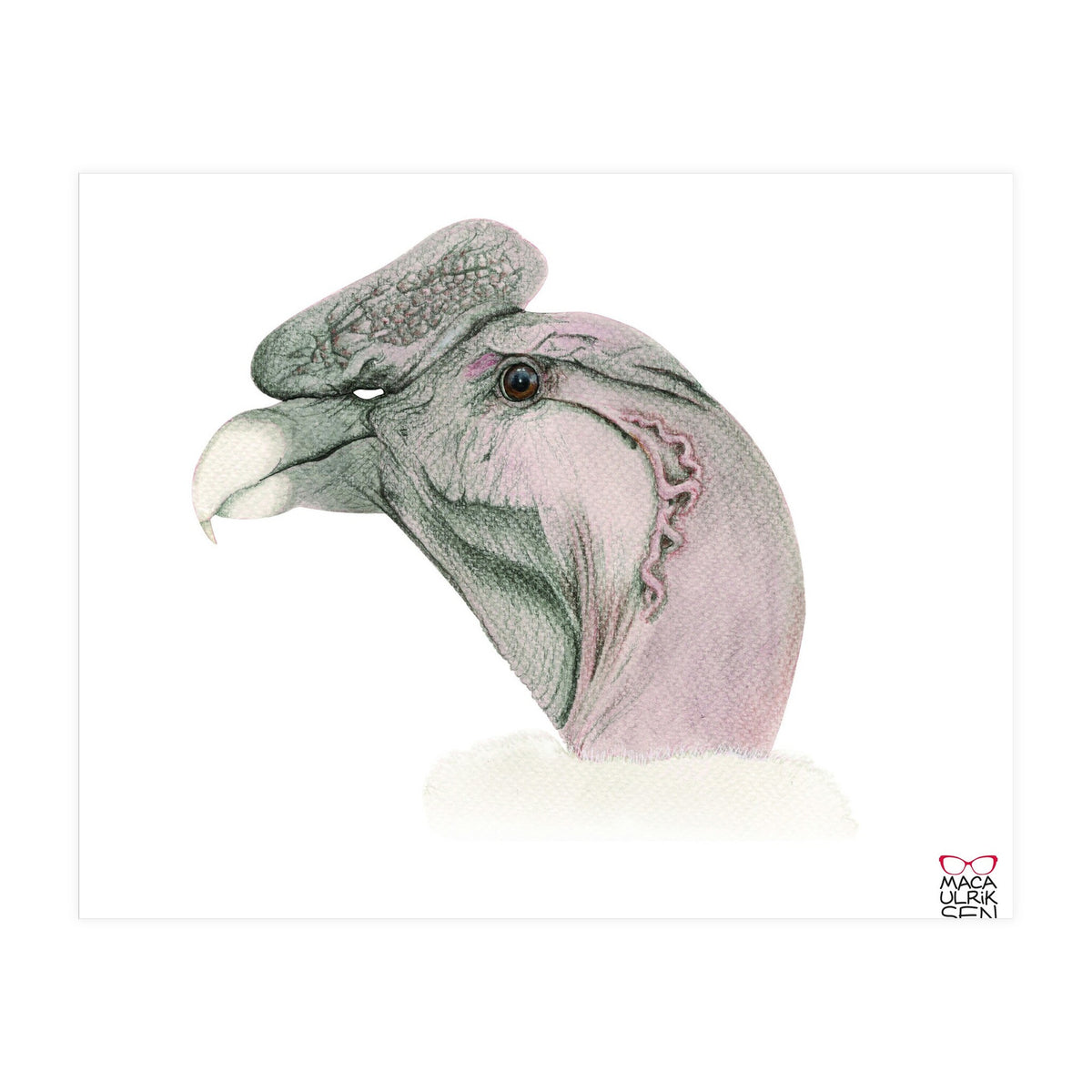 Andean condor (Print Only)