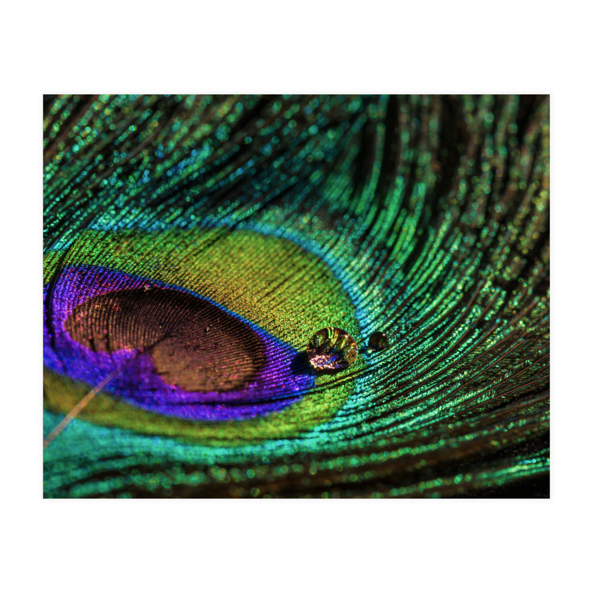 Peacock feather (Print Only)
