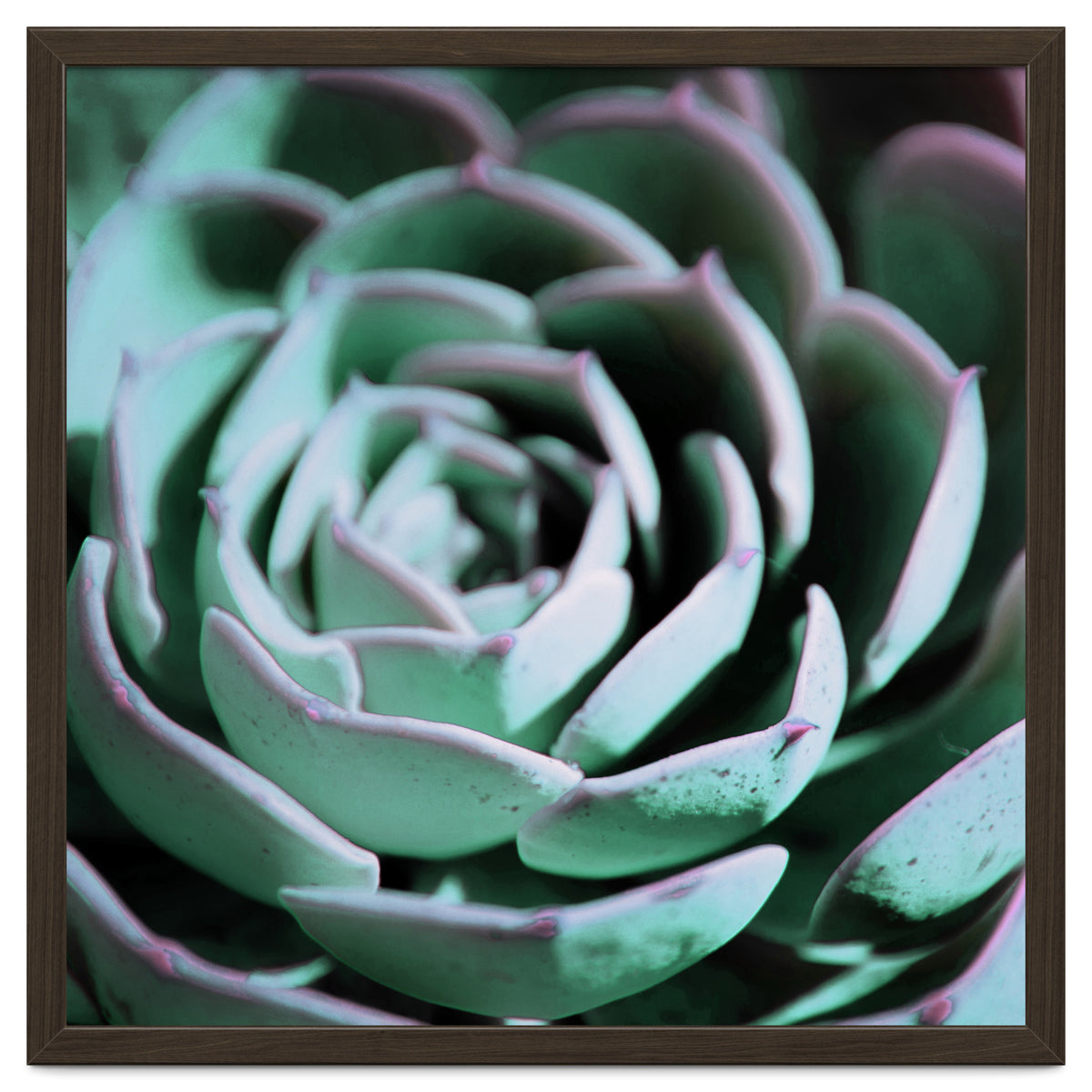 DARKSIDE OF SUCCULENTS III-A