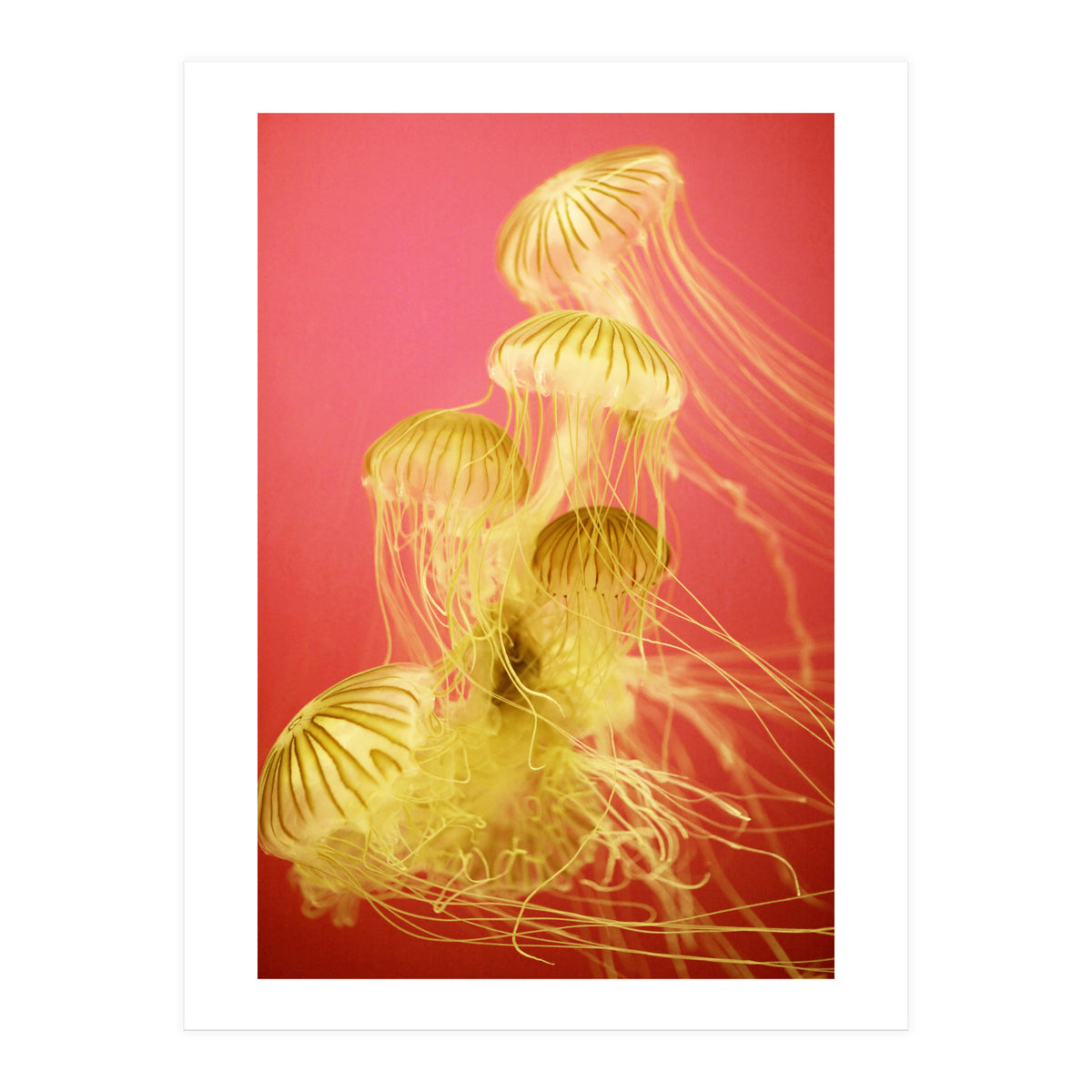 Jelly #7  (Print Only)