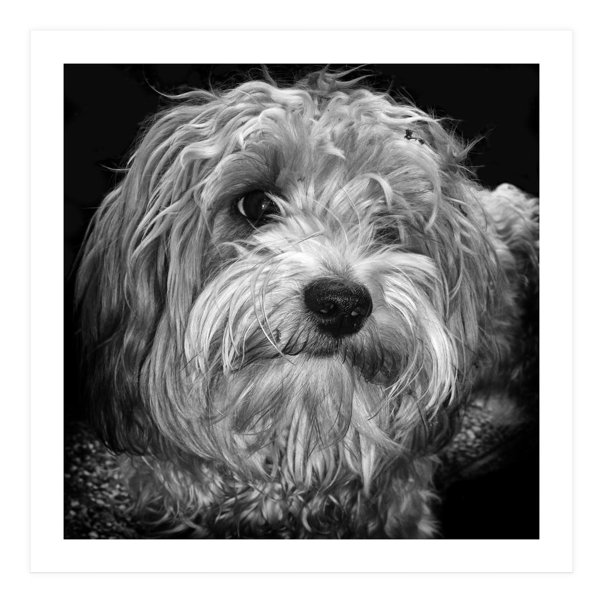 Havaneser (Print Only)