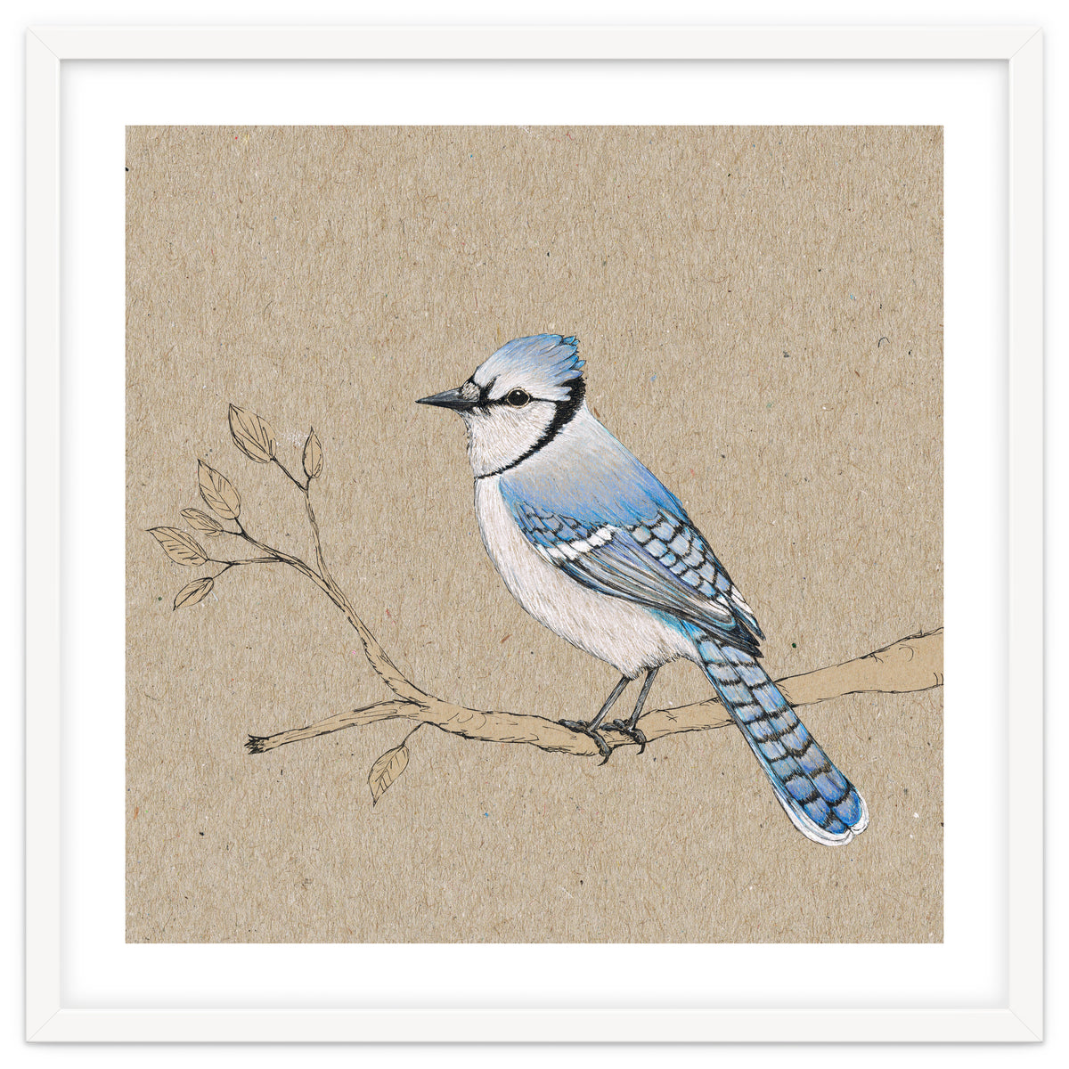Blue jay