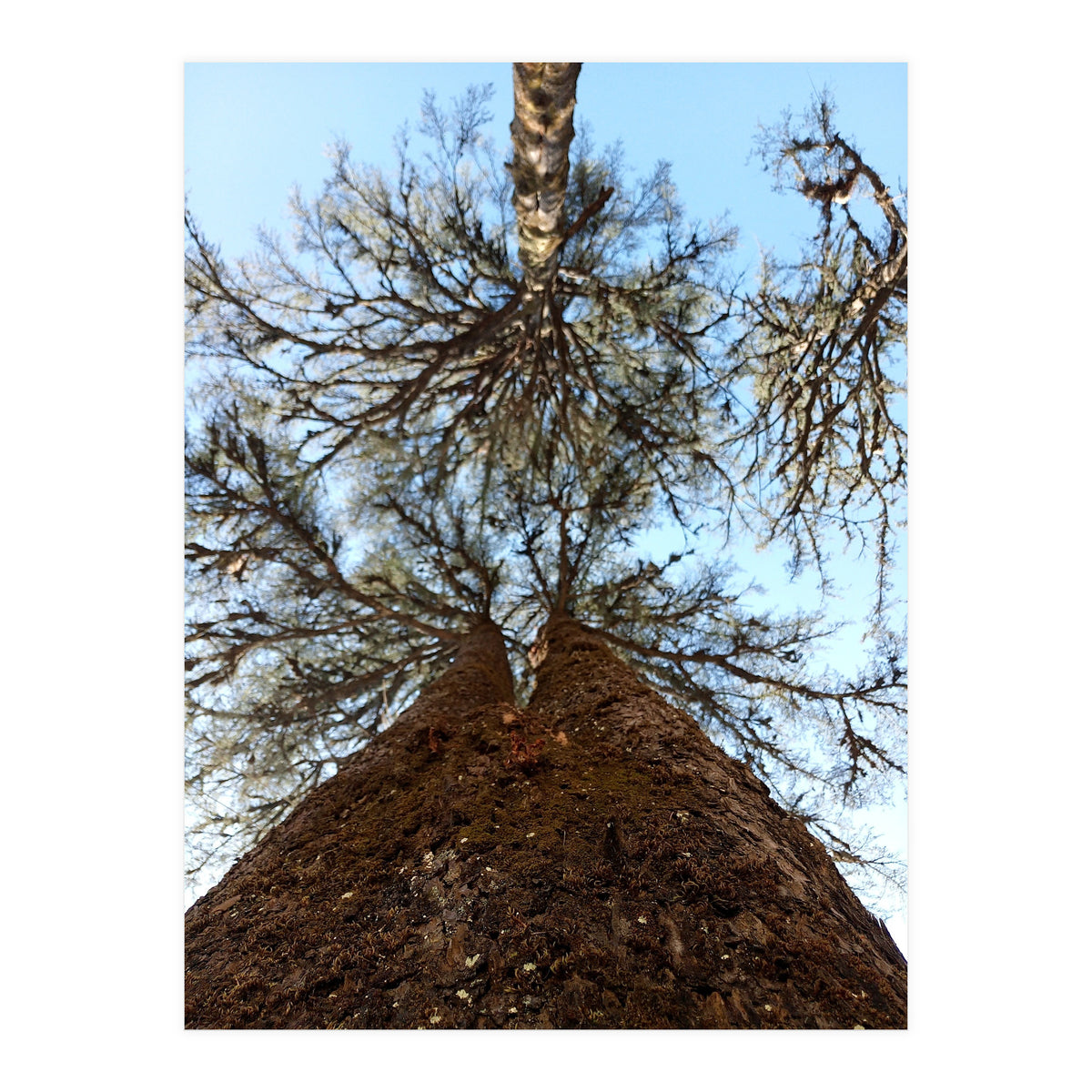 Ataraxia - Tree Series 2 (Print Only)