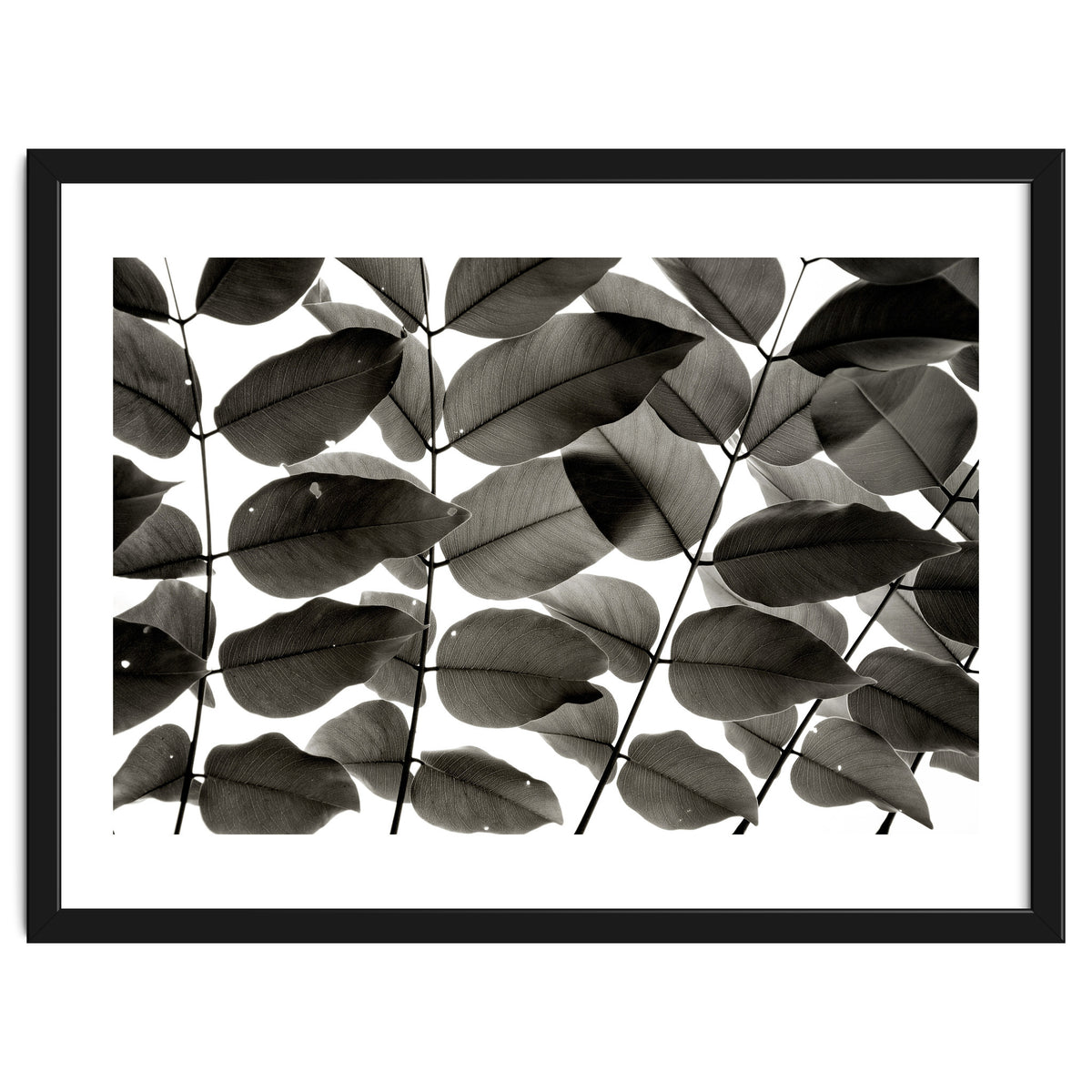 Branches and Leaves I