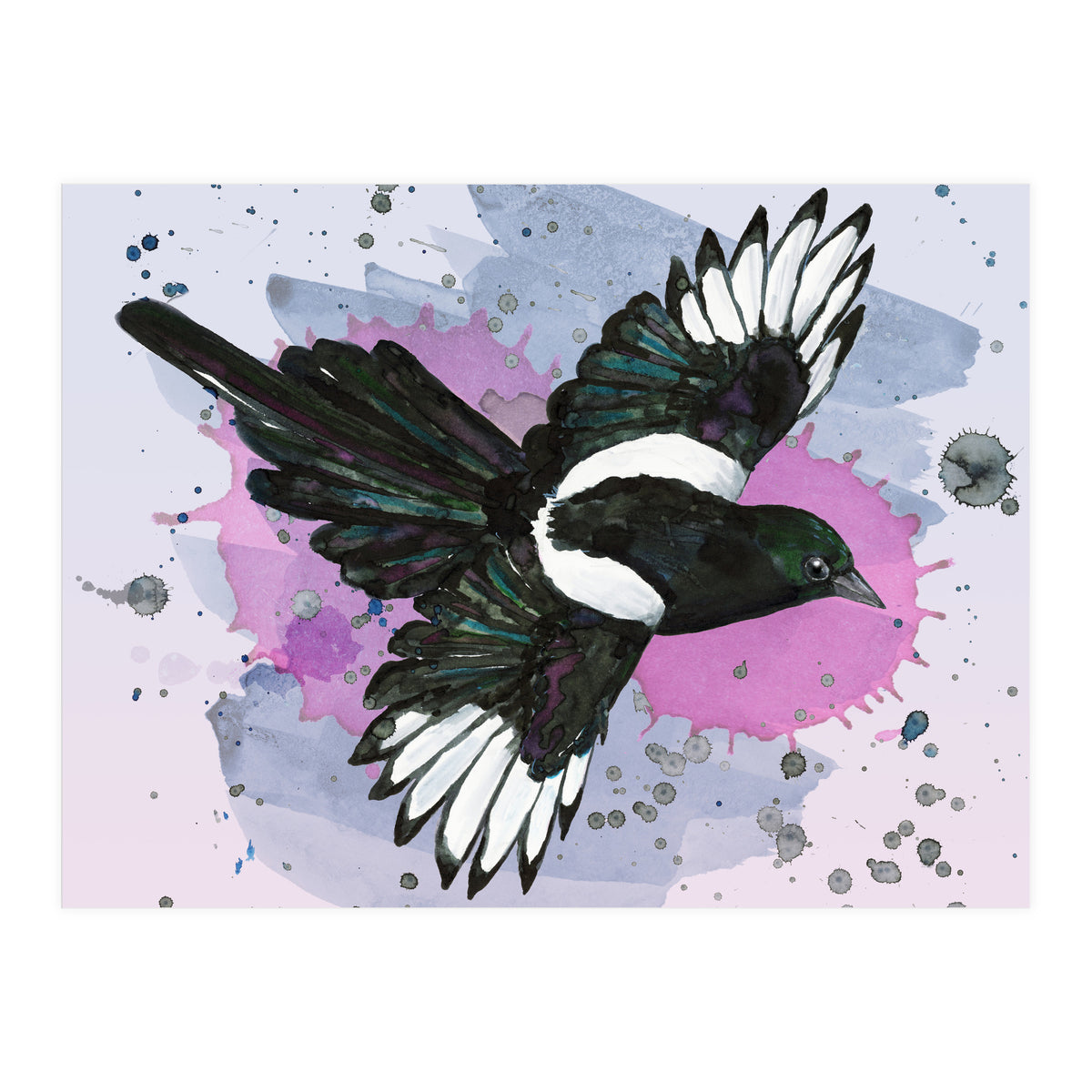 A watercolor drawing of a flying magpie (Print Only)