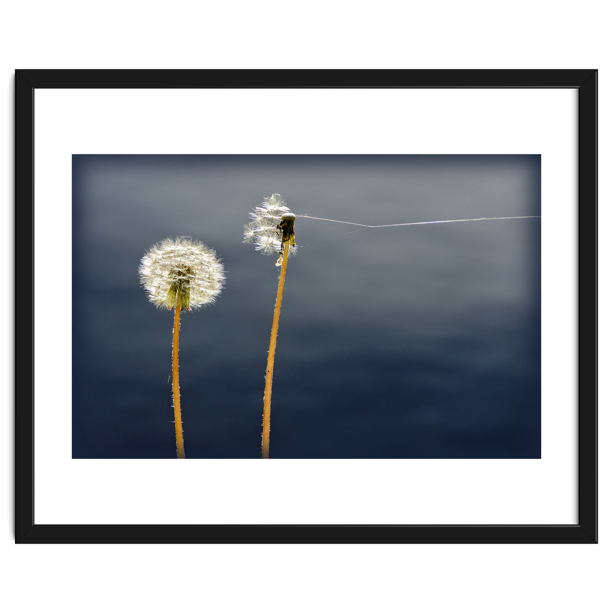 Common dandelions