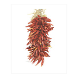 Chile Ristra (Print Only) thumbnail