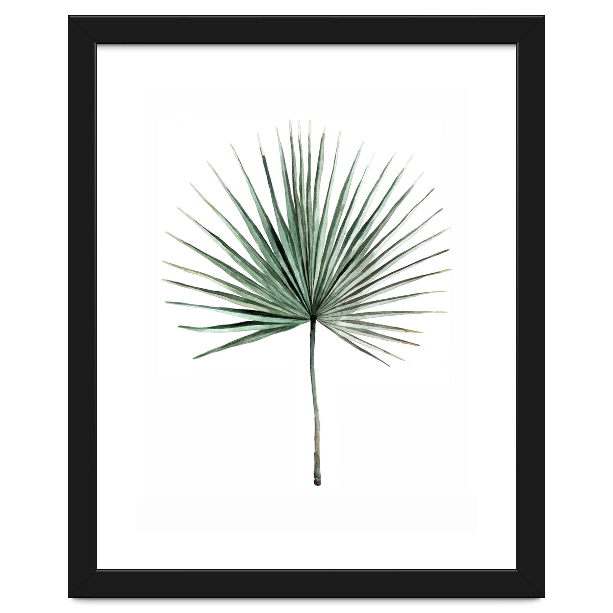 Botanical Illustration Fanpalm