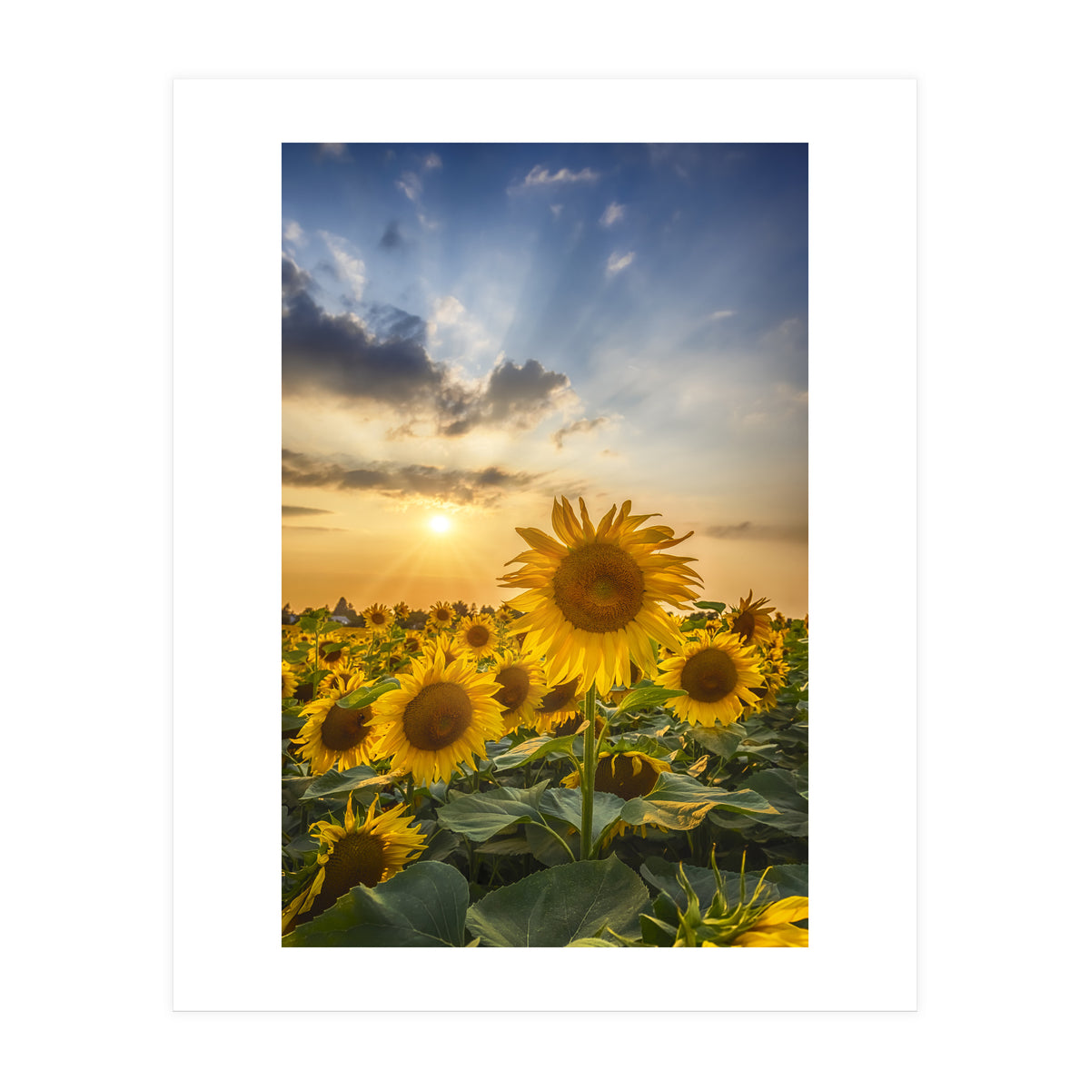Sunflower field at sunset  (Print Only)