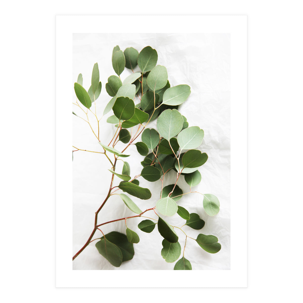 Eucalyptus (Print Only)