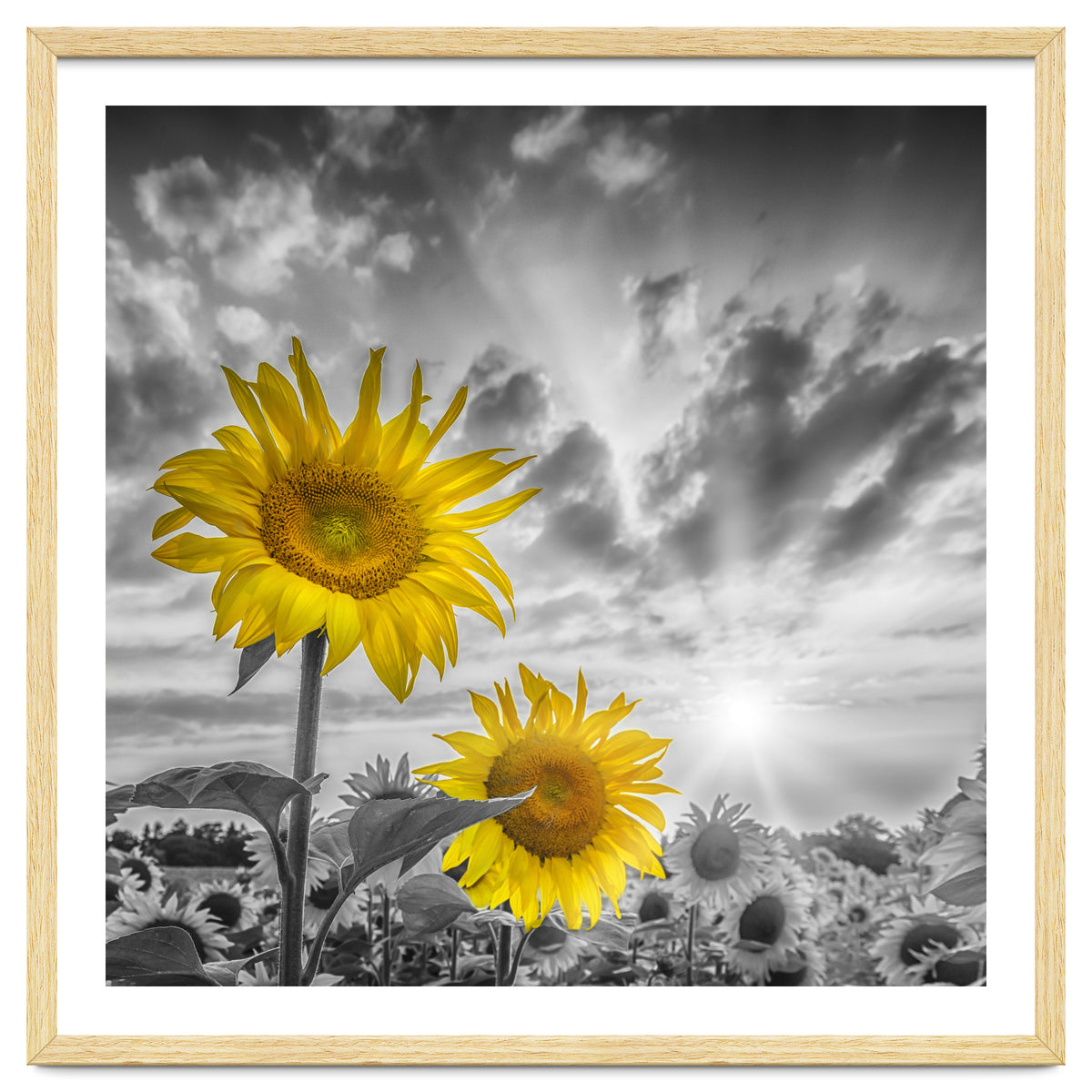 Focus on two sunflowers