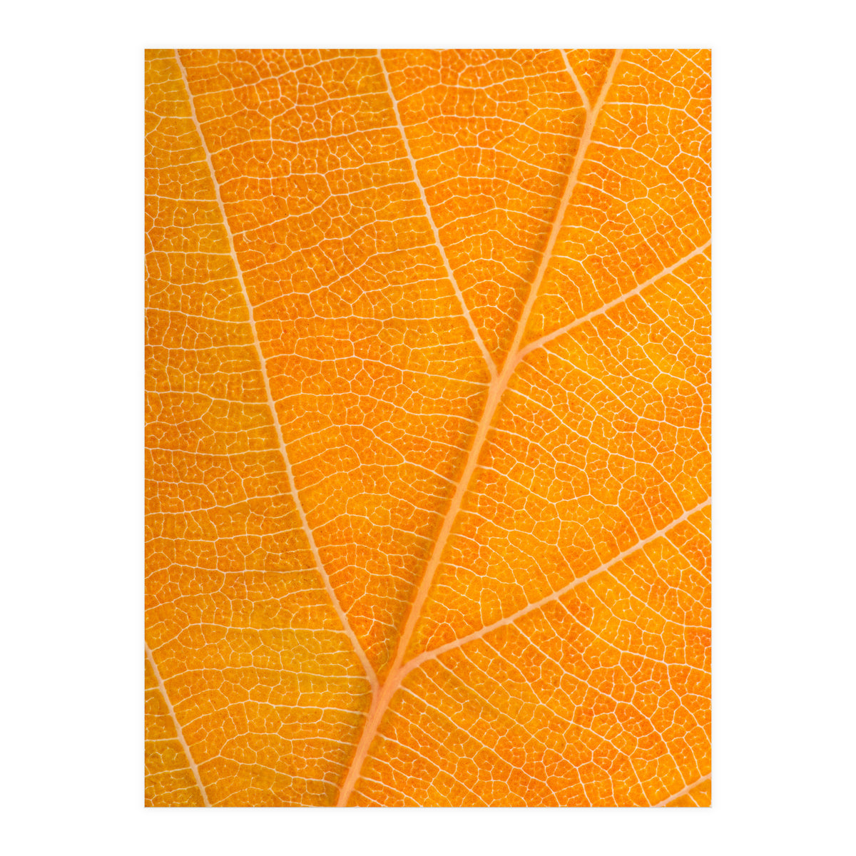 Autumn Leaf (Print Only)