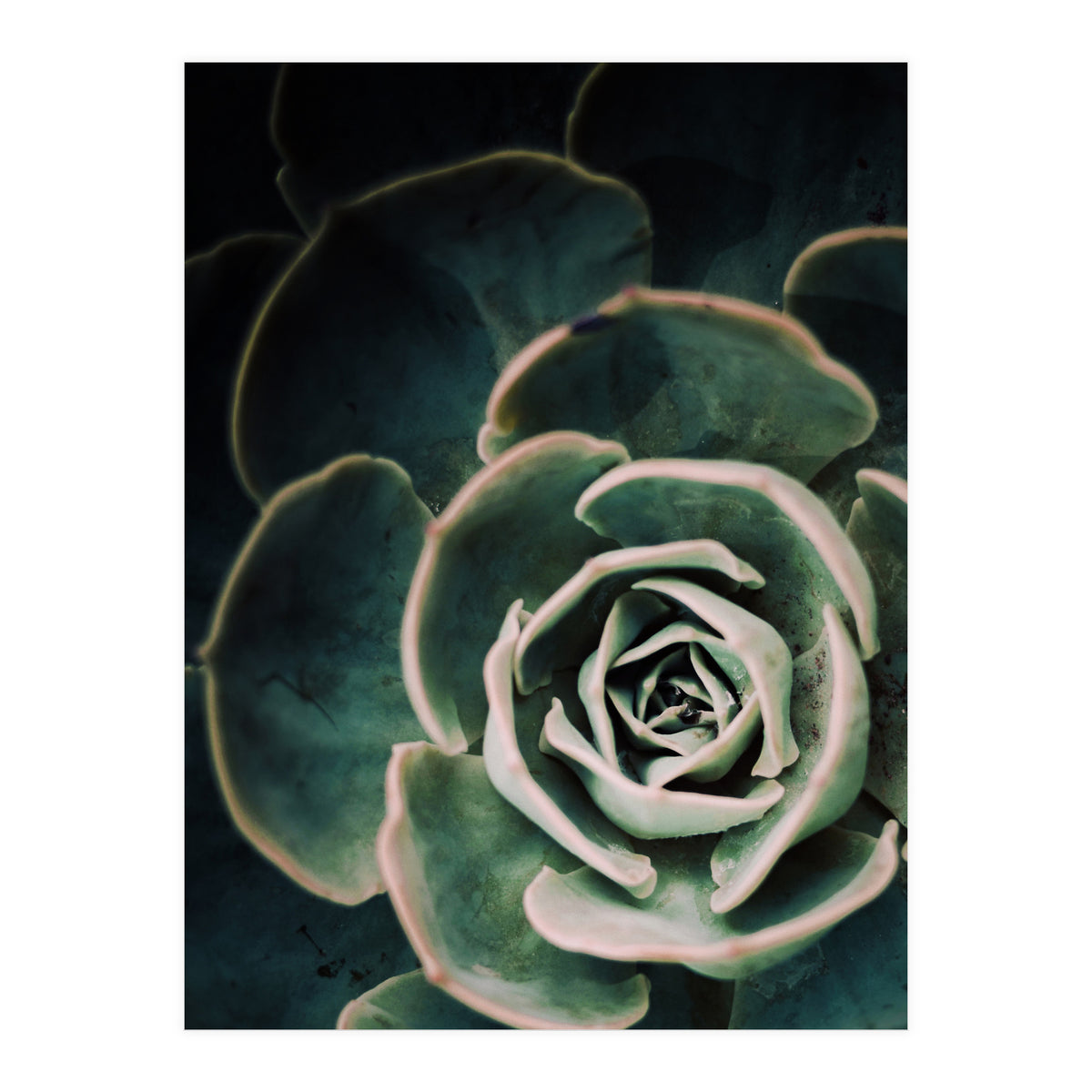 Darkside Of Succulents 4-D (Print Only)