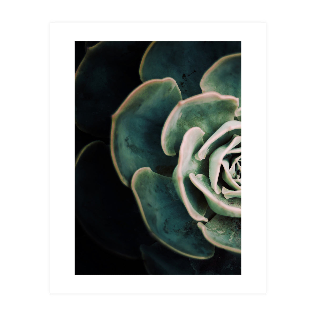 Darkside Of Succulents 4-E (Print Only)