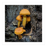 Tree Fungi  (Print Only) thumbnail