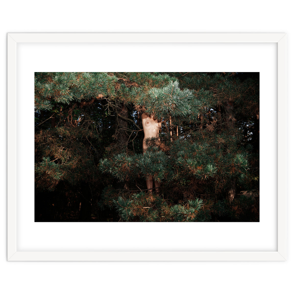 The Eyes of the Forest