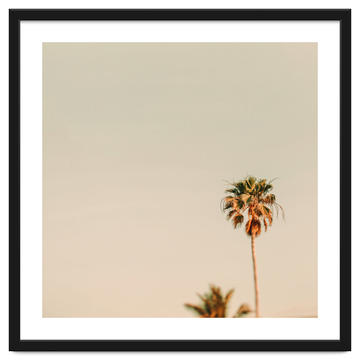 Minimal Palms
