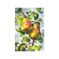 Pears (Print Only)