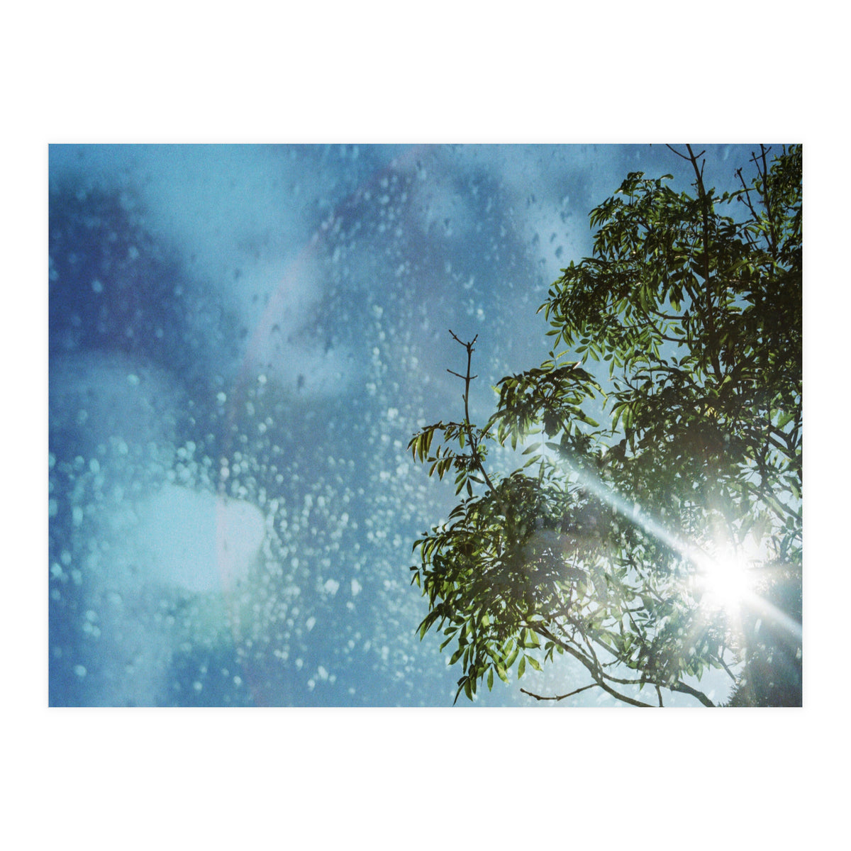 Sun Through Trees (Print Only)