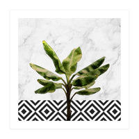 Banana Plant On White Marble And Checker Wall (Print Only)