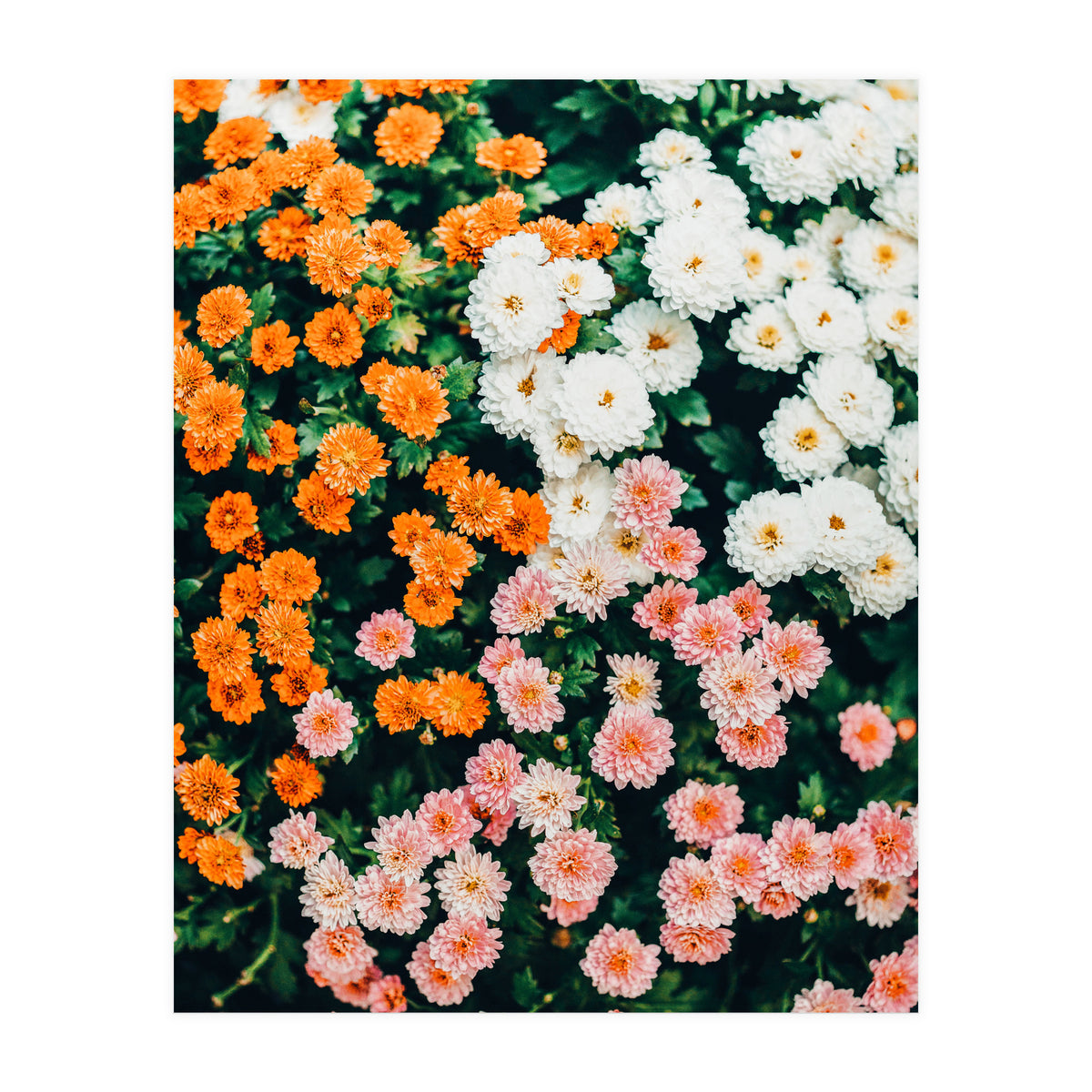 In My Garden (Print Only)