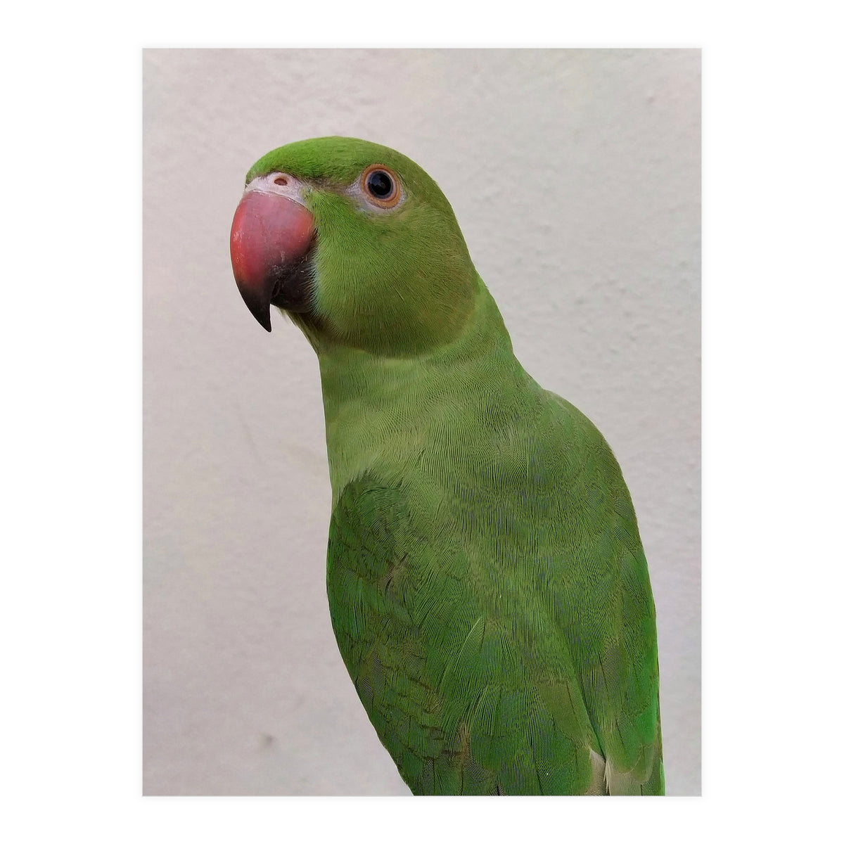 Cute Indian Parakeet (Print Only)