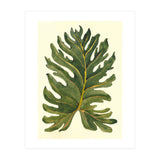 Monstera (Print Only) thumbnail