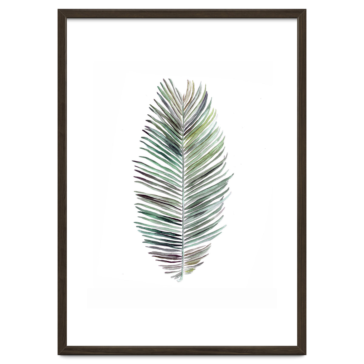 Botanical Illustration Cocos Palm