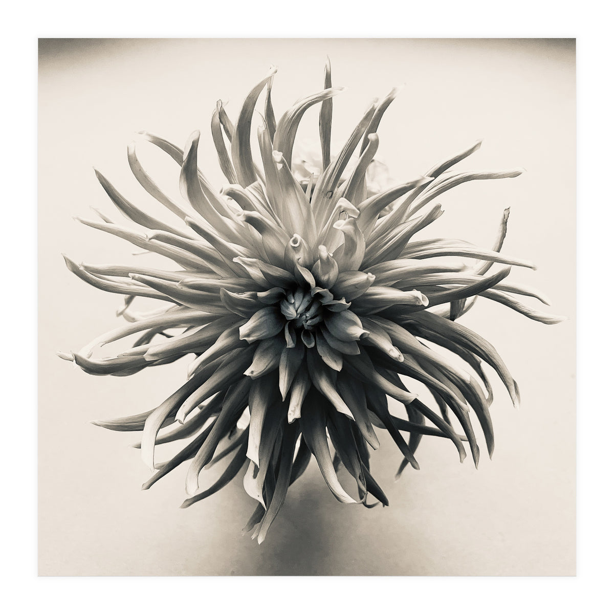 Dahlia (Print Only)