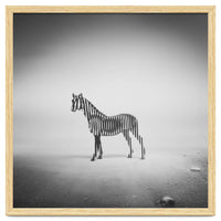 Zebra Mist
