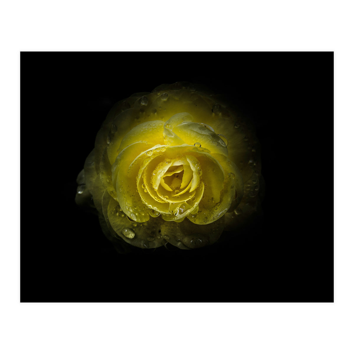 Backyard Flowers 64 Color Version (Print Only)