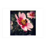 Wind Flower (Print Only) thumbnail