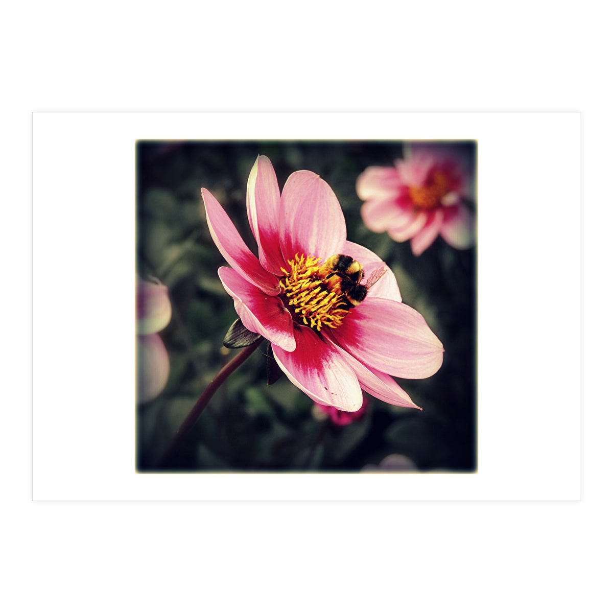 Wind Flower (Print Only)