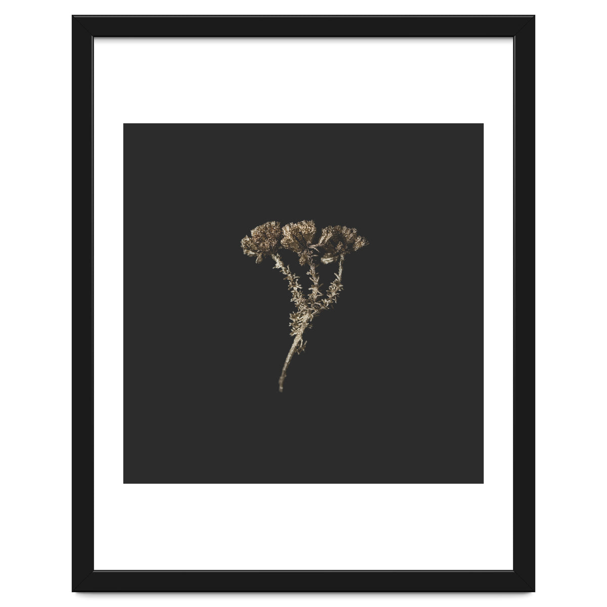 Gold Burst Botanicals - Square