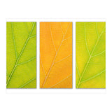 Autumn Leaves (Print Only) thumbnail