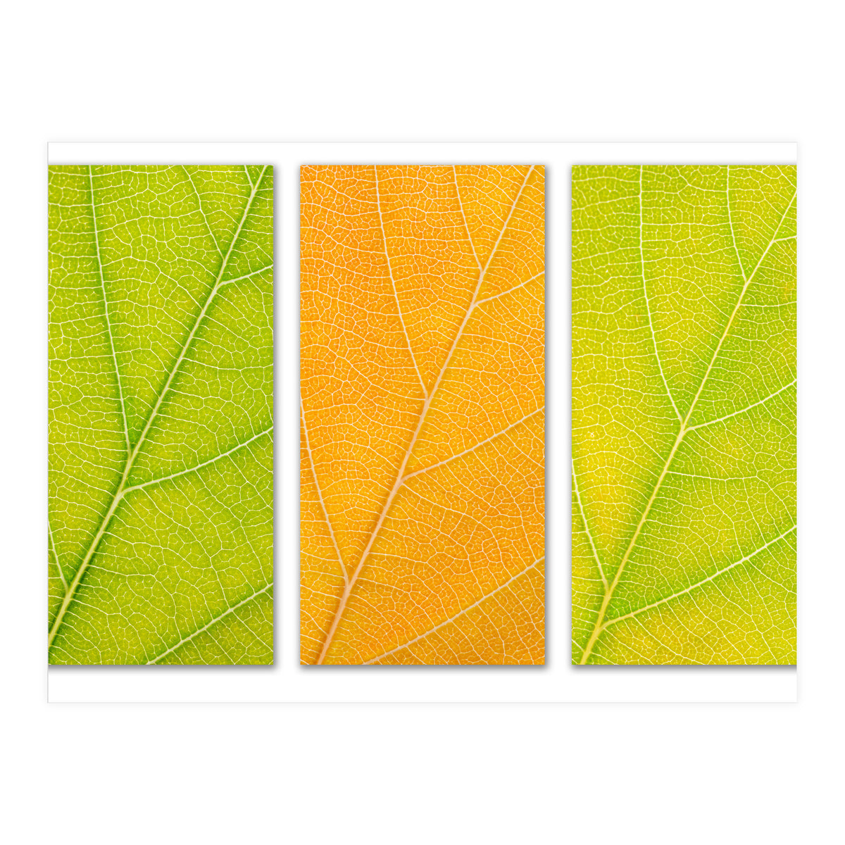 Autumn Leaves (Print Only)