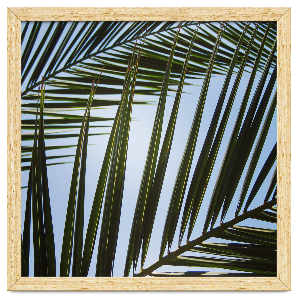 palm fronds