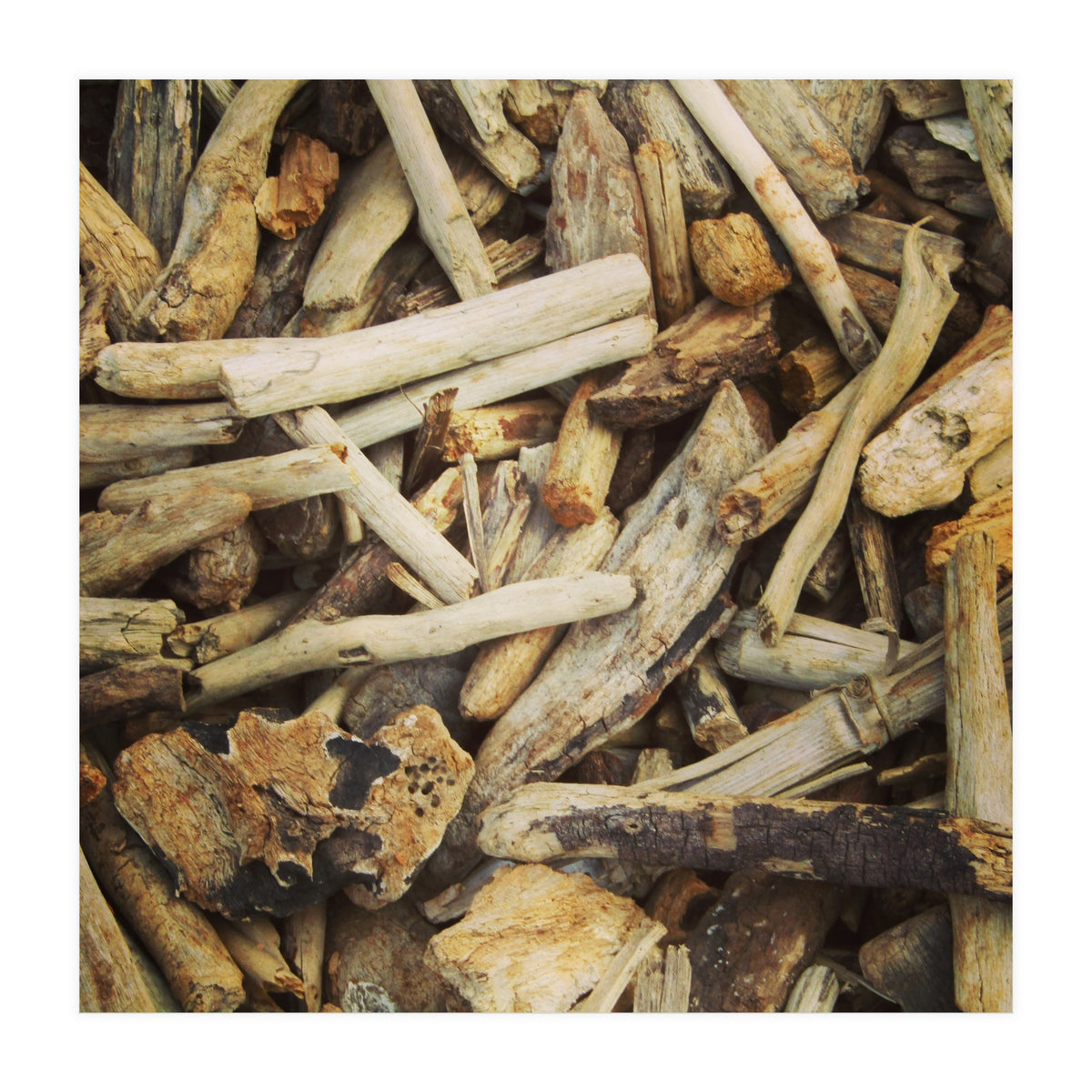 Driftwood (Print Only)